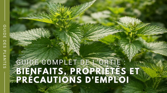 Guide complet de l'ortie - Bienfaits, propriétés et précautions d'emploi - Herboristerie Sensathé